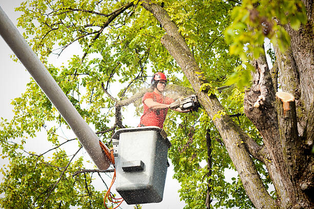 Tree Removal for Businesses in Winnsboro, SC